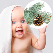 Baby Pine Tree for a birth or a christening